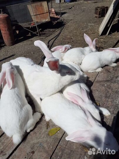 Белый великан советская порода