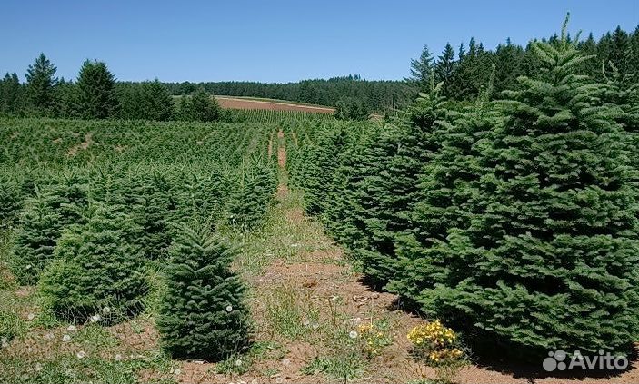 Пихты из ес
