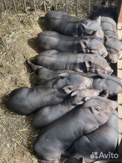 Вьетнамские вислобрюхие поросята