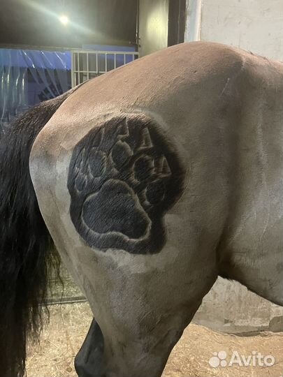 Стрижка лошадей, пони, ослов