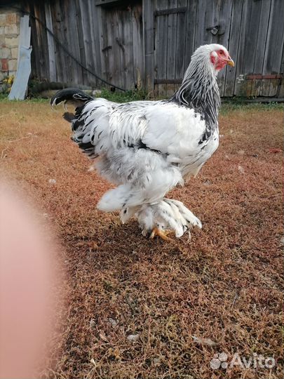 Молодые петухи