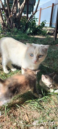 Кошка и два котёнка