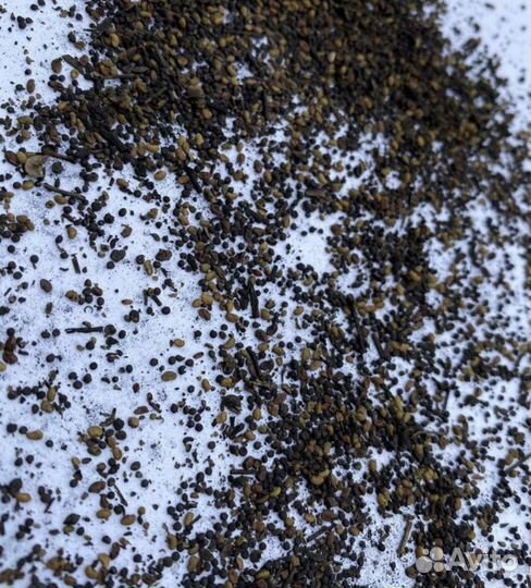 Продам семена люцерны сорта,Вега