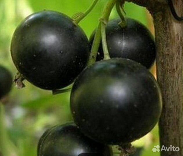 Саженцы смородины черной и красной