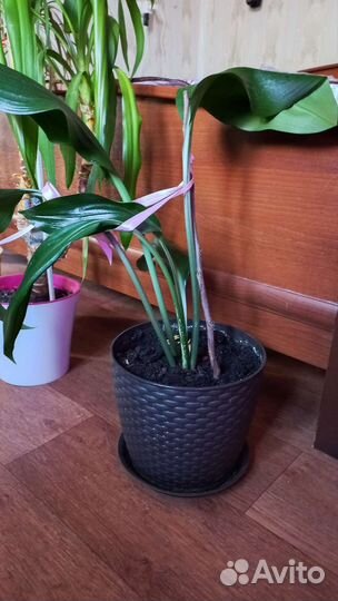 Цветы в офис