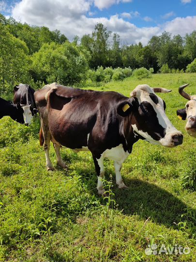 Корова стельная дойная Ярославская порода 7й отëл