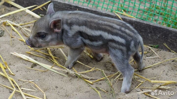 Вьетнамский вислобрюхий хряк