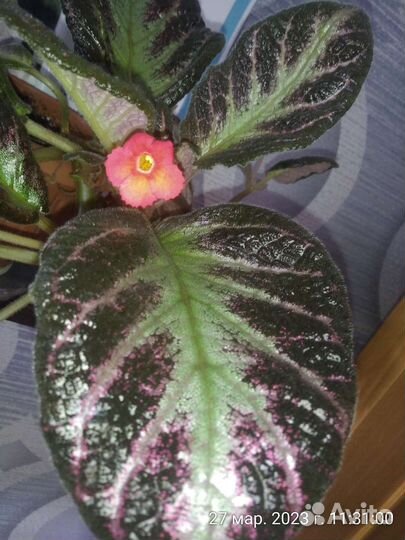 Эписция 2 сорта, традесканция зебрина