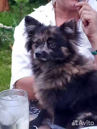 Мальчик шпиц