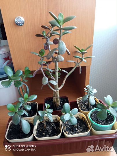 Комнатные растения