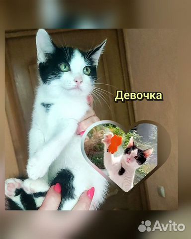 Котенок девочка бесплатно