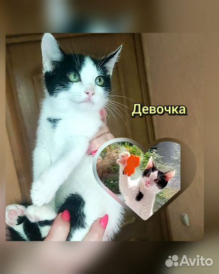 Котенок девочка бесплатно