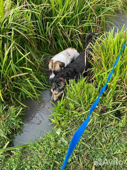 Дружелюбные собачки