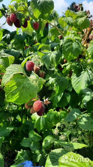 Смородина, малина, ель голубая