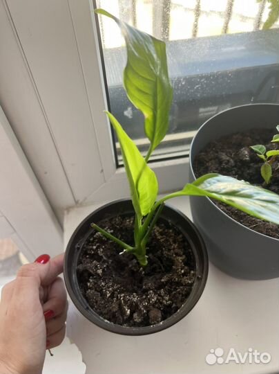 Комнатные цветы