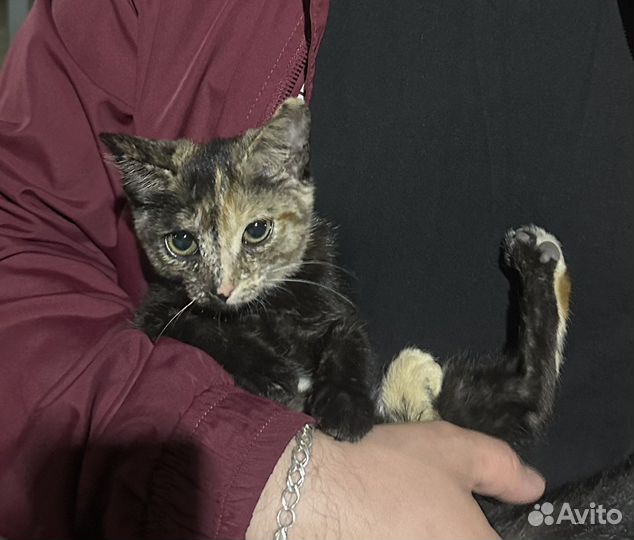 Кошки в добрые руки