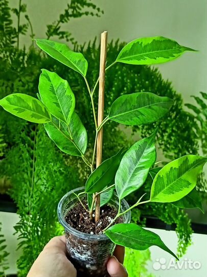 Фикус Бенджамина Регидан