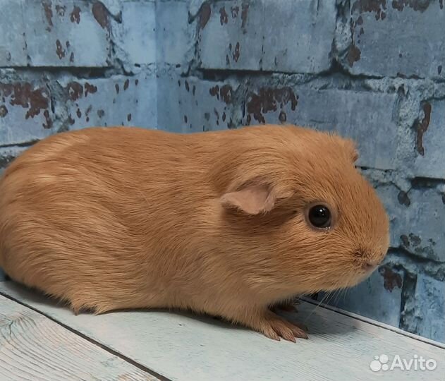 Морская свинка