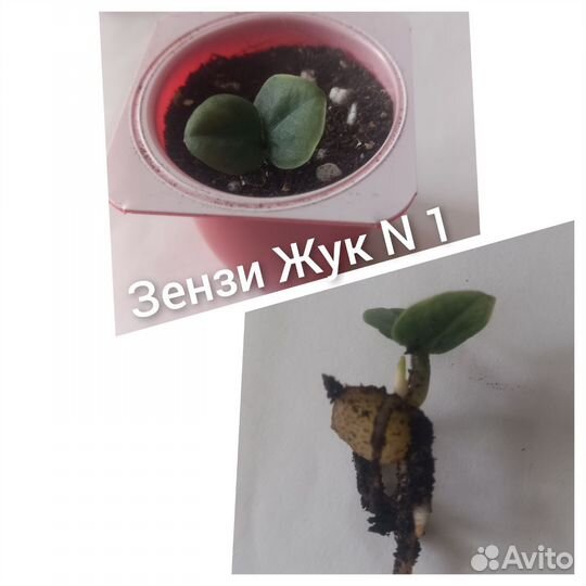 Замиокулькас зензи жук