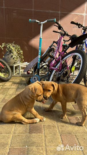 Щенки в добрые руки