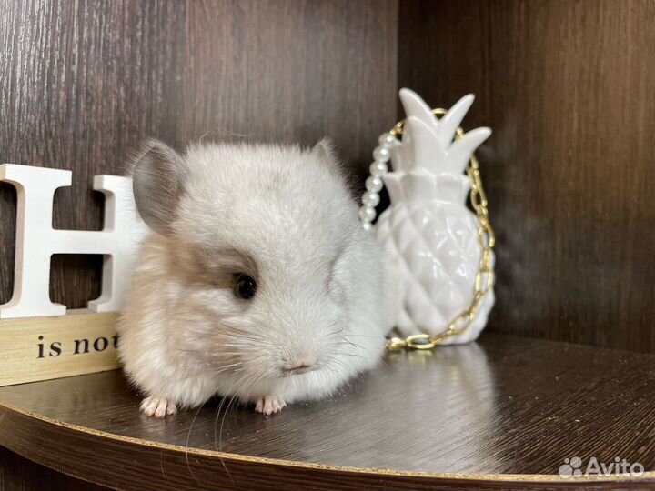 Персидская королевская ангора