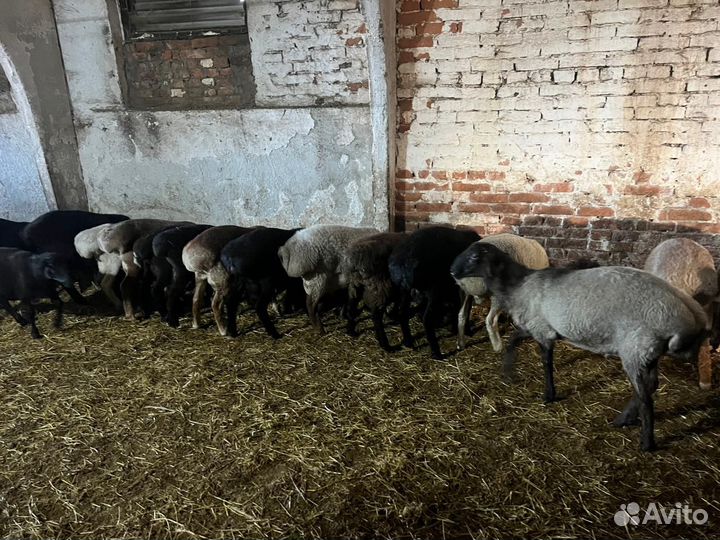 Продаются баранчики