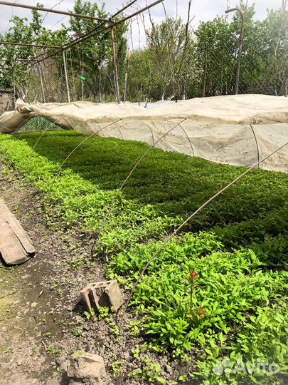 Рассада помидор