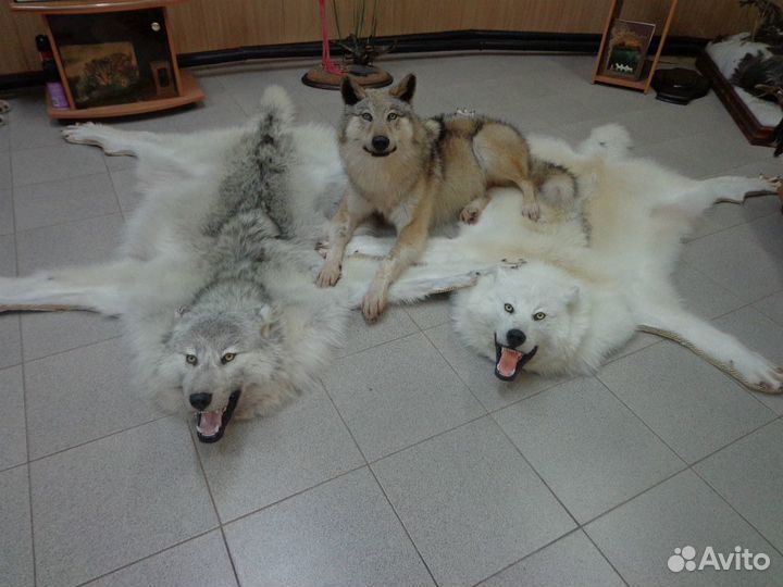 Аренда чучел птиц,животных,шкур и ковров