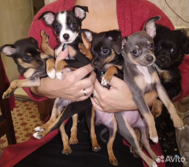 Той-терьер щенки