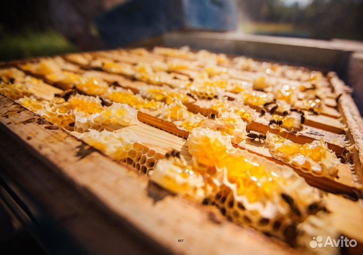 2024 Мёд натуральный с Алтая оптом