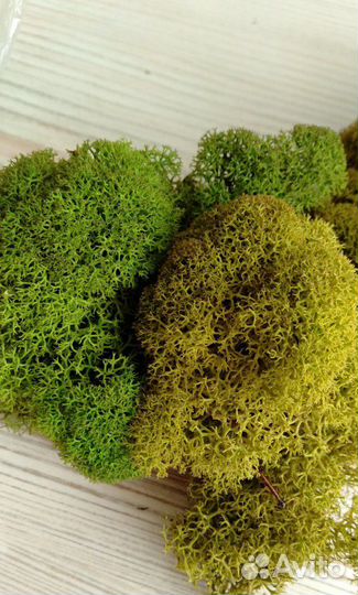 Мох стабилизированный