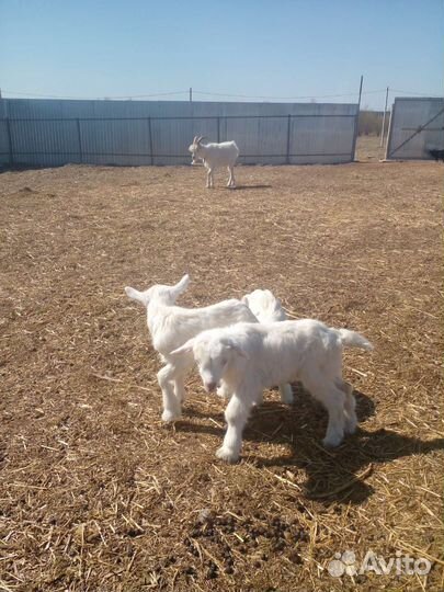 Отдам козлят от хорошей альпийской козы