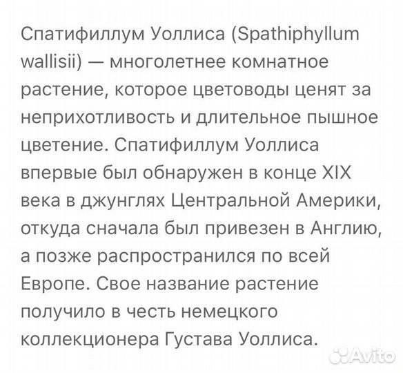 Спатифиллум Уоллиса