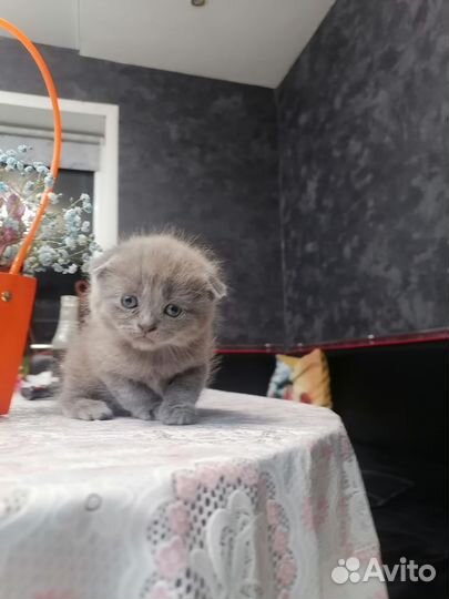 Британские вислоухие котята