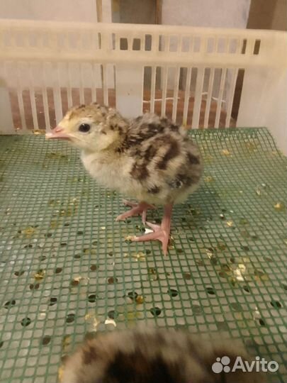 Цесарята, фазанята, идюшата