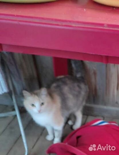 Котята отдам бесплатно