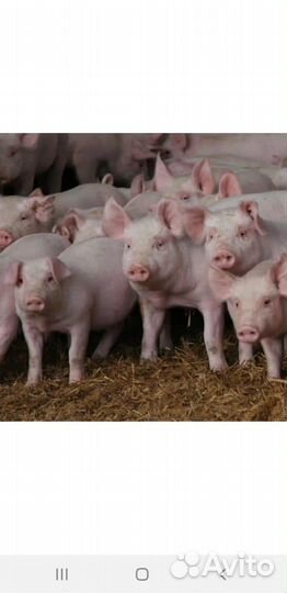 Поросенок ландрас