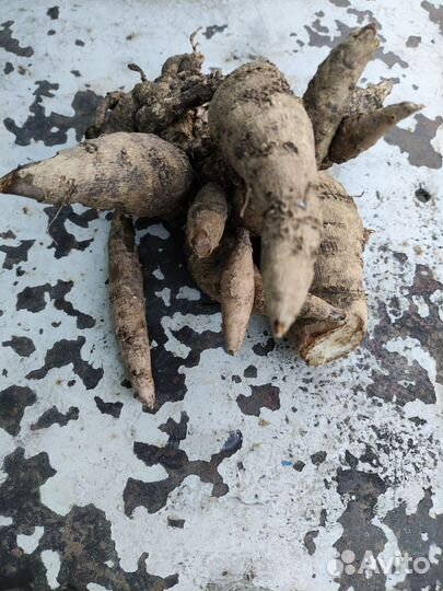 Георгины корни клубни