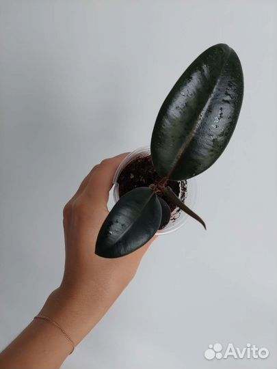 Фикус Абиджан