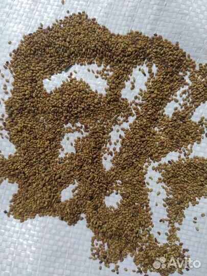 Семена Люцерны