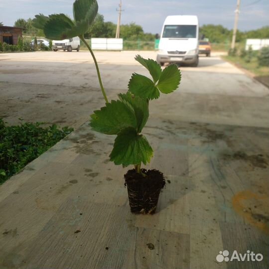Рассада клубники Сорт Альба