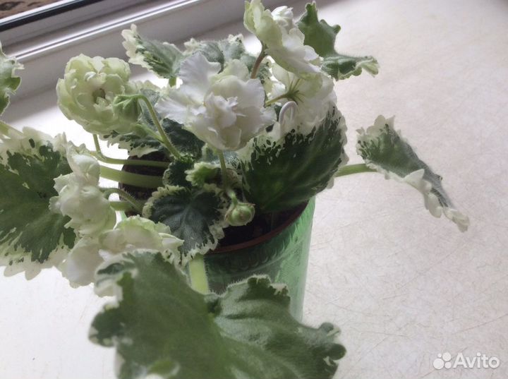 Фиалки (детки/ листы)