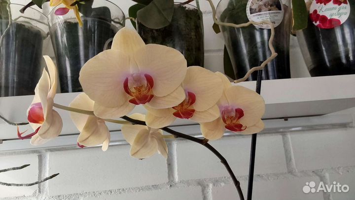 Орхидея фаленопсис
