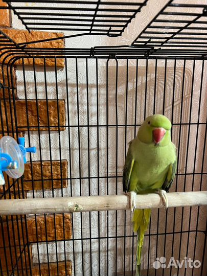 Ожереловый попугай