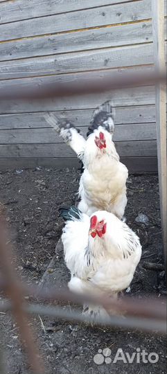 Петухи