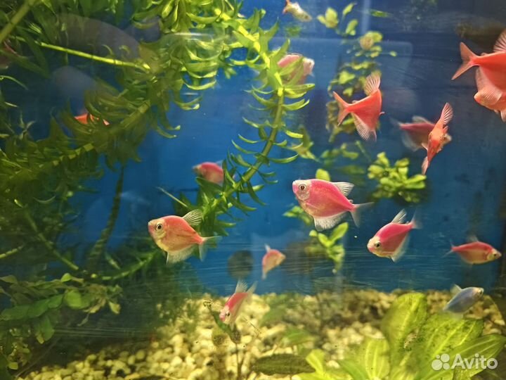 Тернеция гло