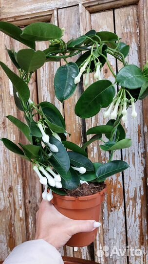 Стефанотис