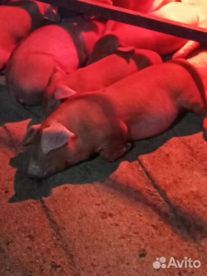 Поросята породы дюрок