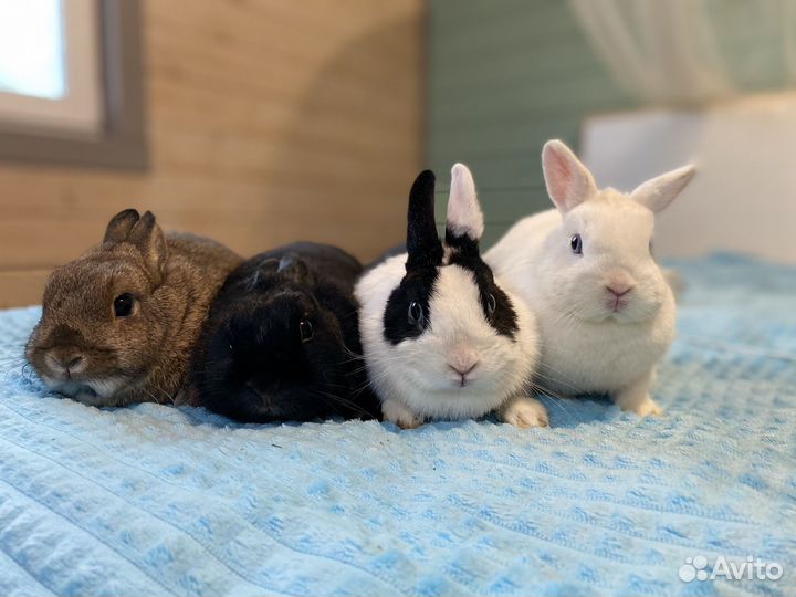 Кролики в добрые руки