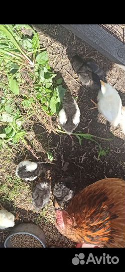 Домашняя птица цыплята с квочкой